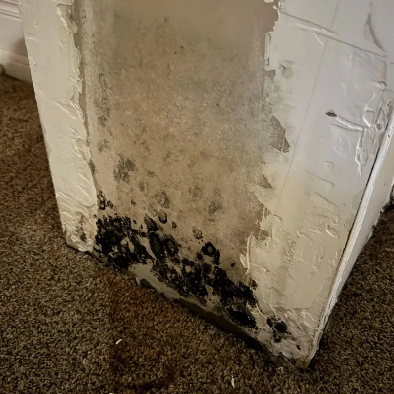 Professional Mold Removal in Chadbourn, NC